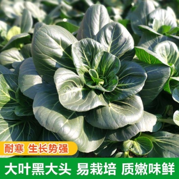 真好吃四倍体黑大头青菜种子耐寒春秋播农家苏州青矮脚青梗菜