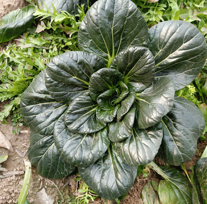 真好吃四倍体黑大头青菜种子耐寒春秋播农家苏州青矮脚青梗菜