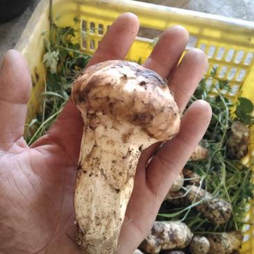 川西高原松茸蘑菇