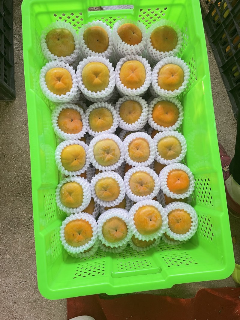 精品次郎脆柿