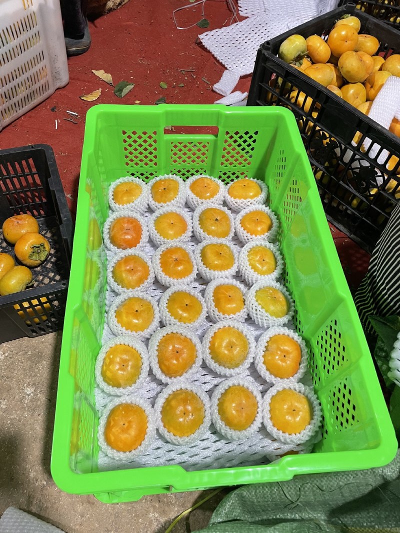 精品次郎脆柿