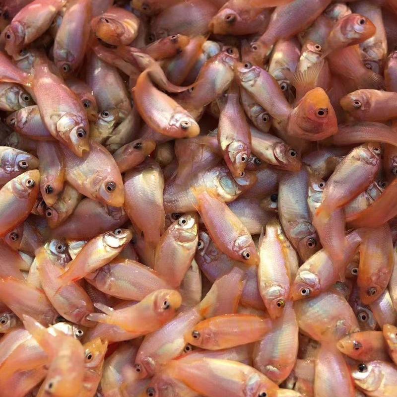 【彩虹鲷】豹纹红渔场直供+技术指导全国发货，存活率保障