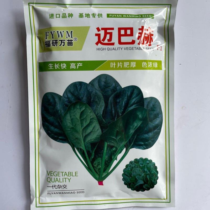 进口杂交迈巴赫菠菜种子，200克，半直立，叶片肥厚浓绿