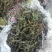 旱莲草片子:个子:批发一手货源药厂货产地直发