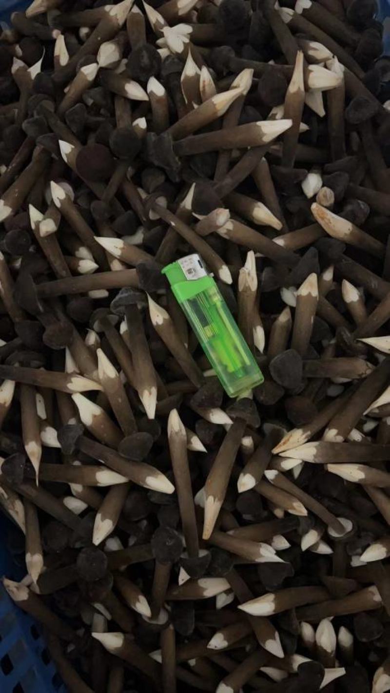 产地湖南江华，常年种植黑皮鸡枞菌，一手货源，全国直发