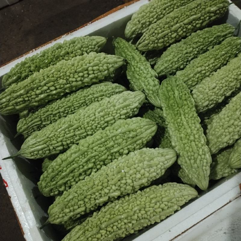 苦瓜白玉苦瓜浏阳特有的精品白玉苦瓜口感清纯