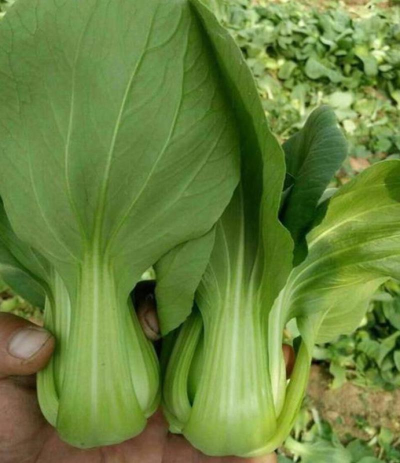苏州青种子高产四季播盆栽太湖黑菜种