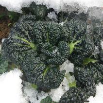 原装黑珍珠寒菜种叶片黑亮养生菜营养丰富耐寒性强耐抽苔