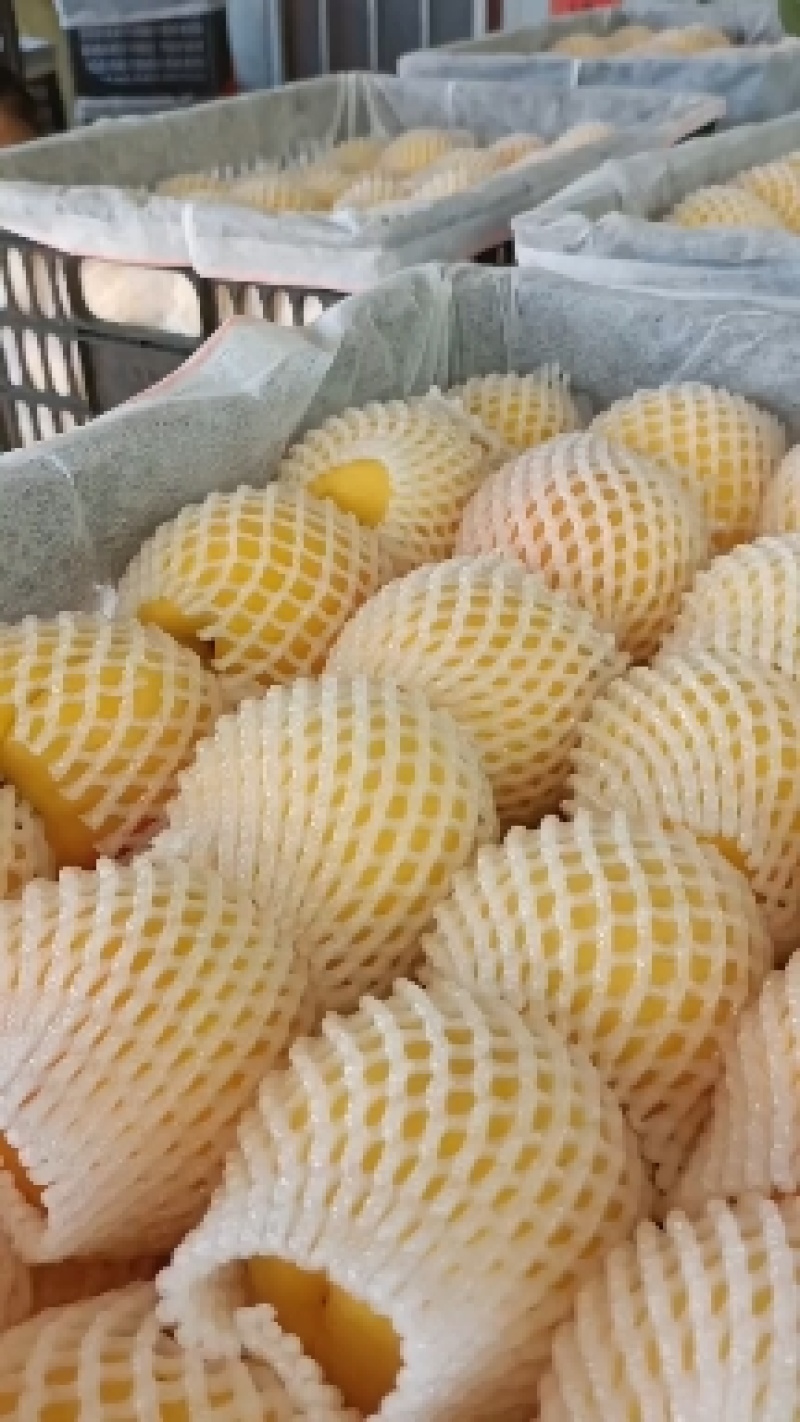 徐州丰县大沙河百果园水果基地，主营，黄金密品种