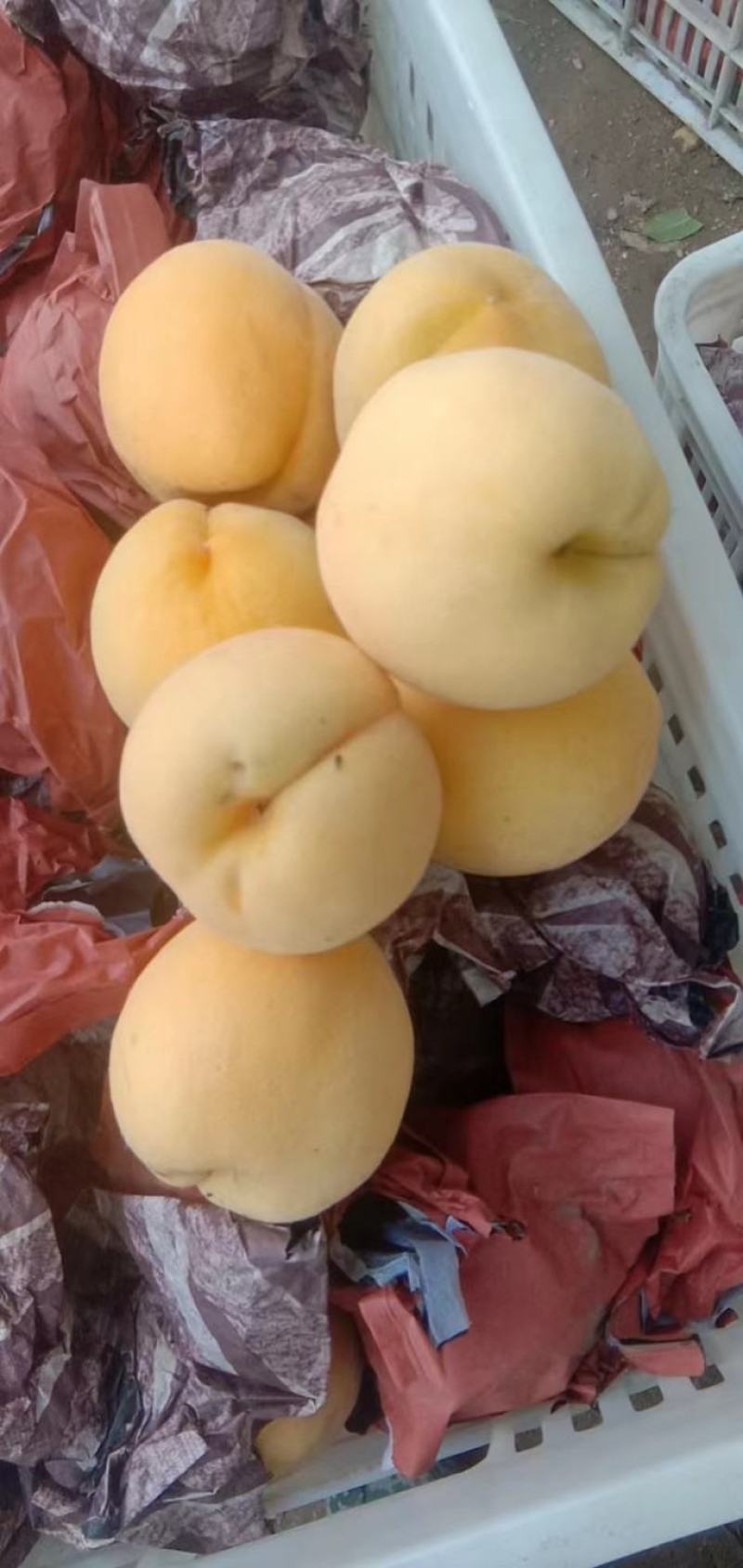 徐州丰县大沙河百果园水果基地，主营，黄金密品种
