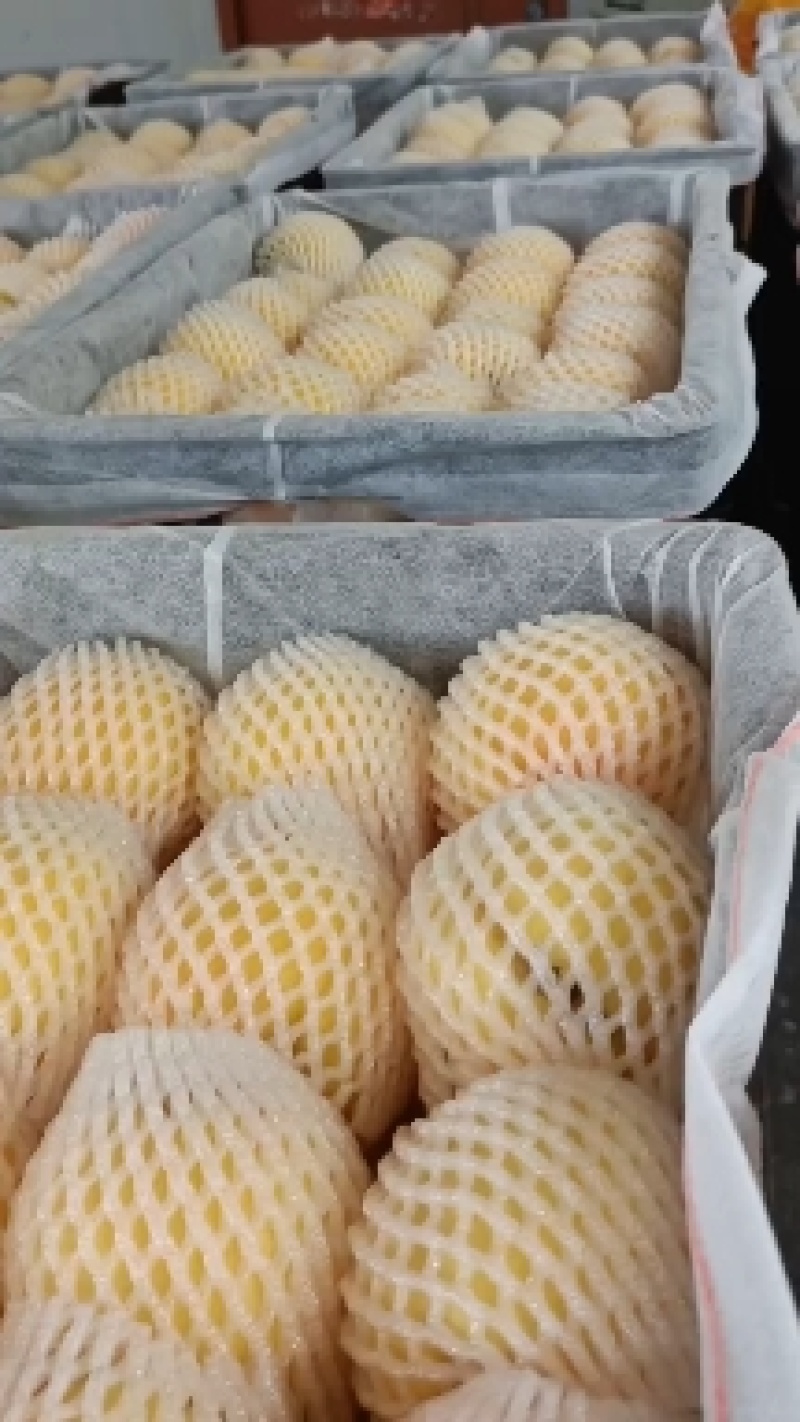 徐州丰县大沙河百果园水果基地，主营，黄金密品种