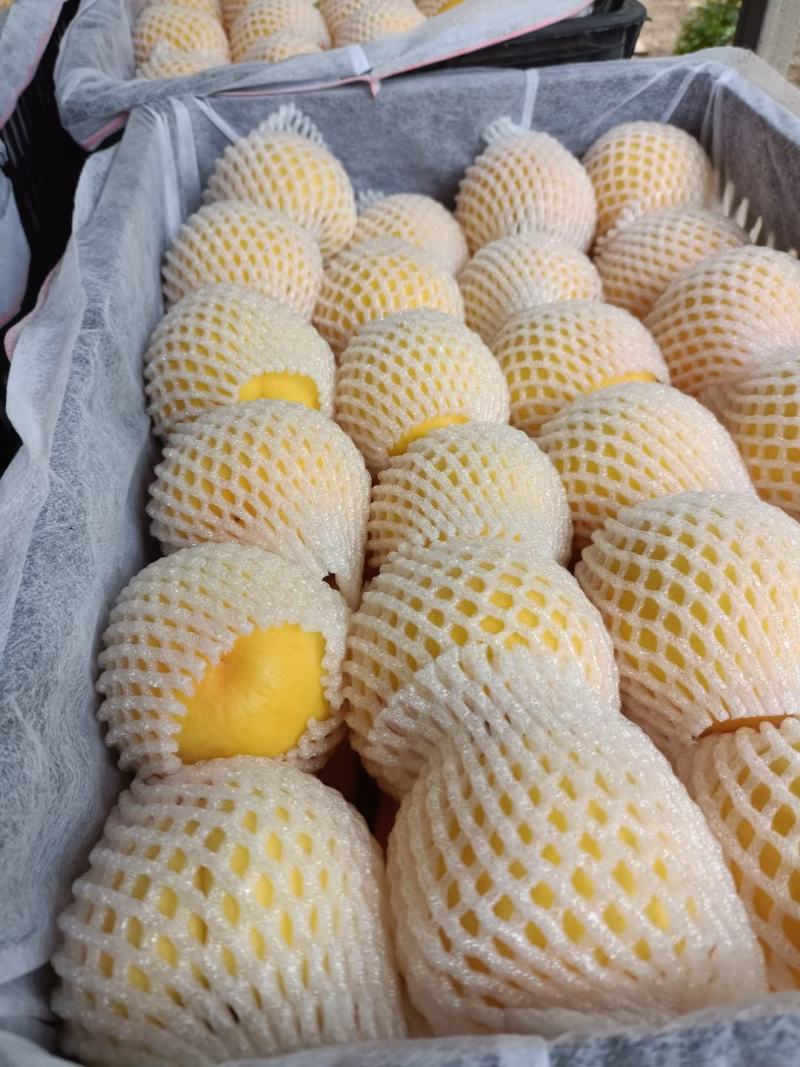 徐州丰县大沙河百果园水果基地，主营，黄金密品种