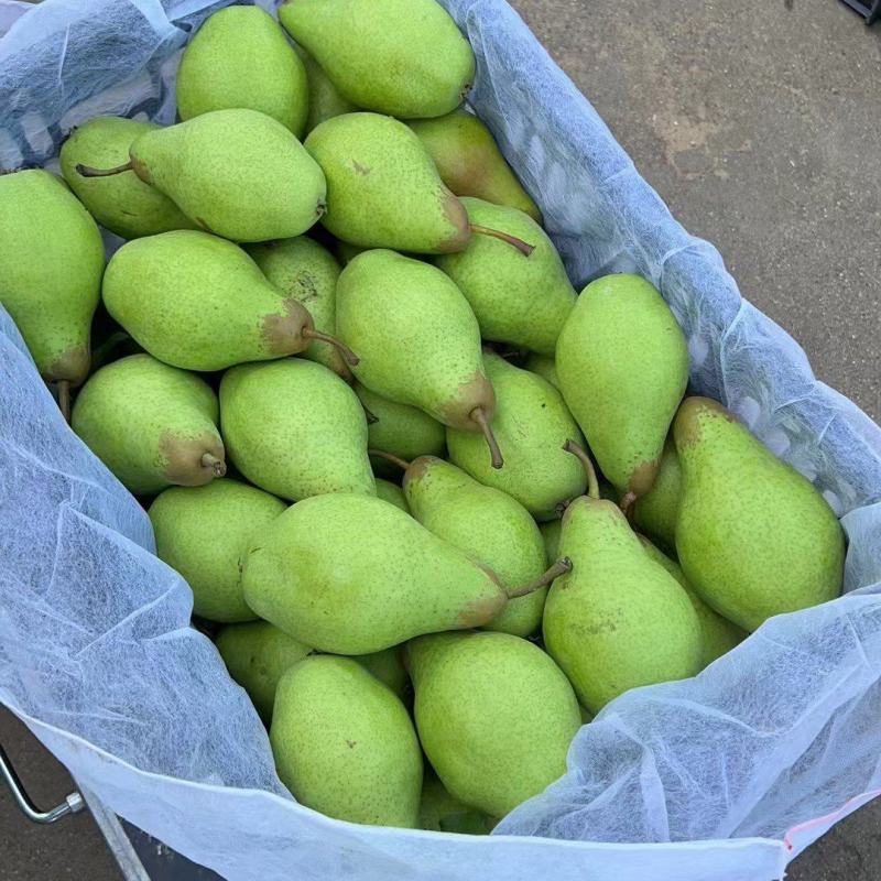 辽宁绥中产地茄梨大量上市