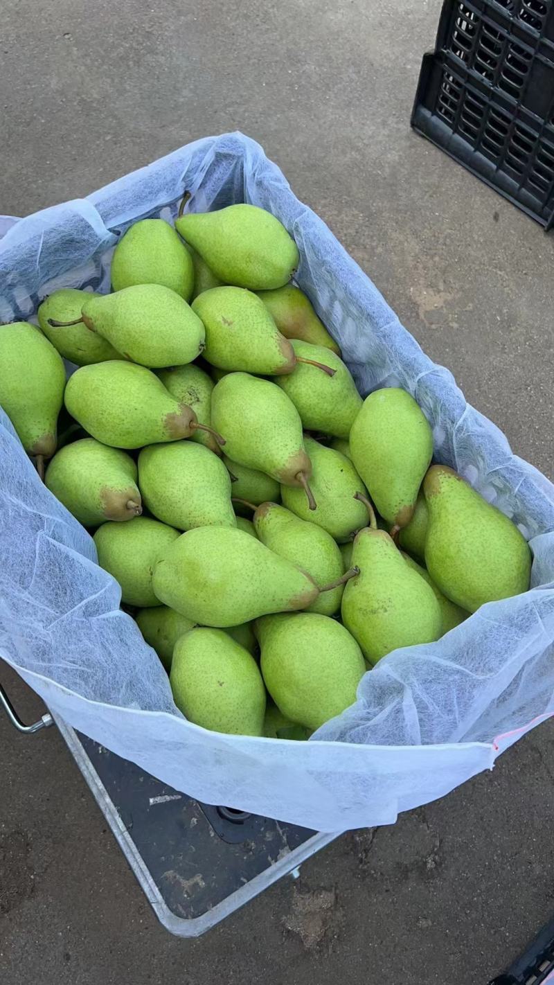 辽宁绥中产地茄梨大量上市