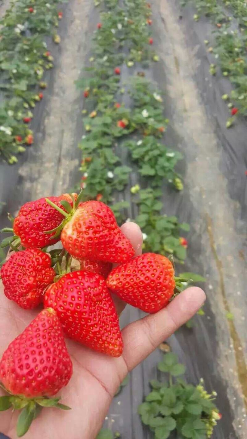 山东甜宝草莓苗价格，地理性标志草莓苗甜宝
