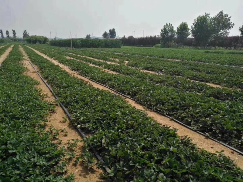 山东甜宝草莓苗价格，地理性标志草莓苗甜宝