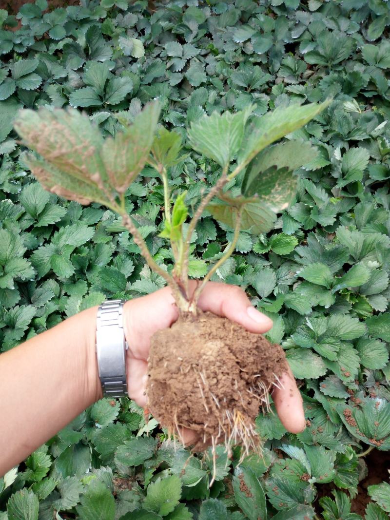 山东甜宝草莓苗价格，地理性标志草莓苗甜宝