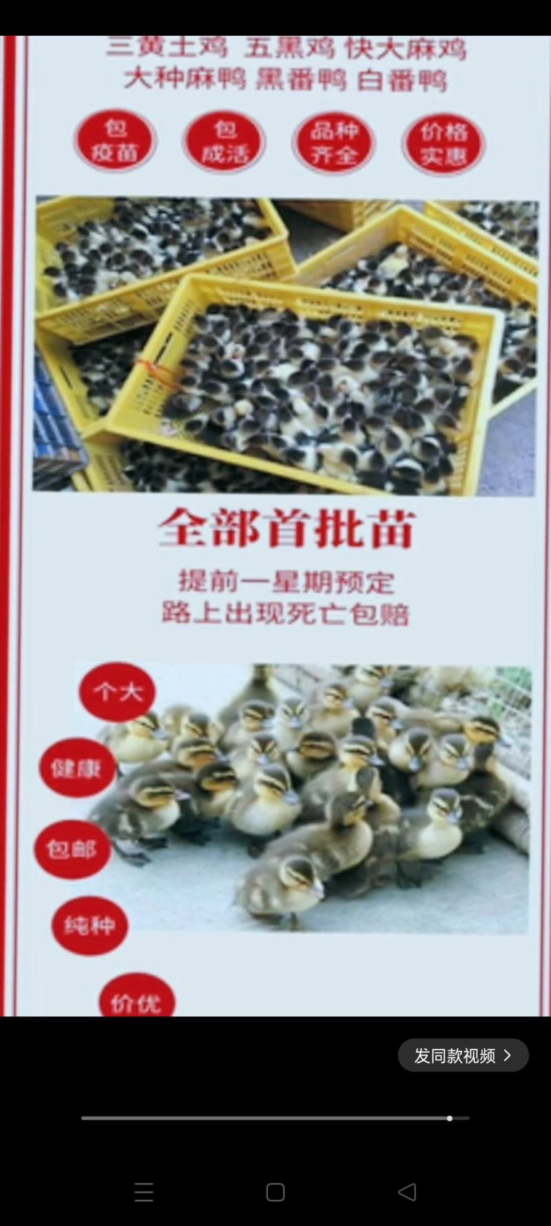 鸡苗