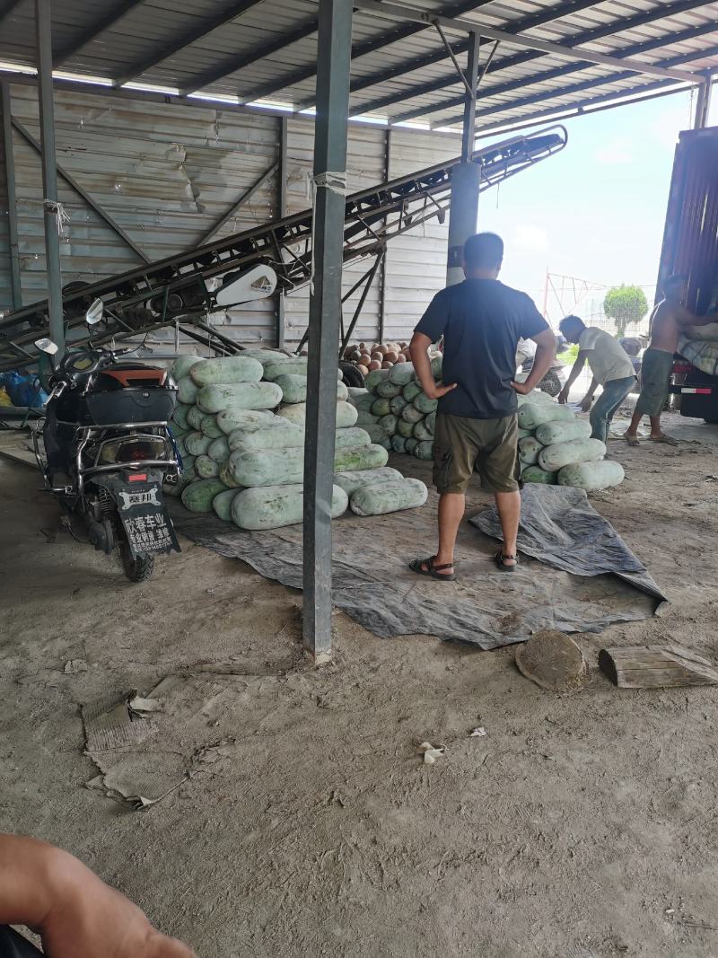 南通本地黑冬瓜，个头大表皮光亮，条形好，欢迎采购砸单