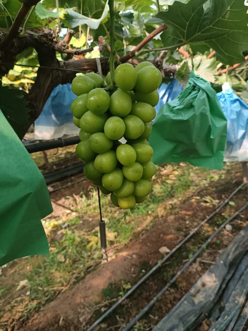 精品阳光玫瑰