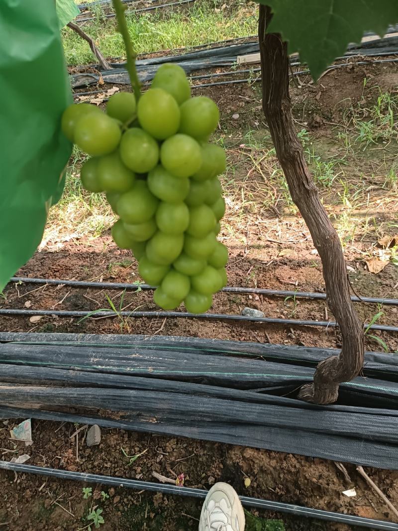 精品阳光玫瑰