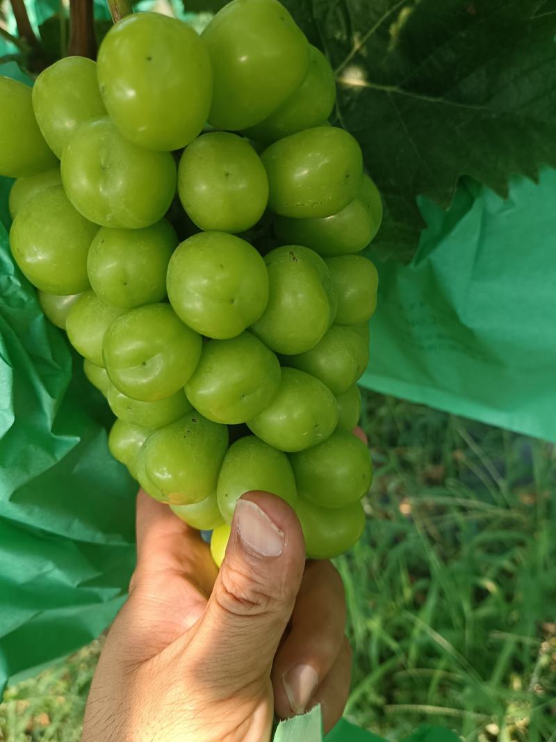 精品阳光玫瑰