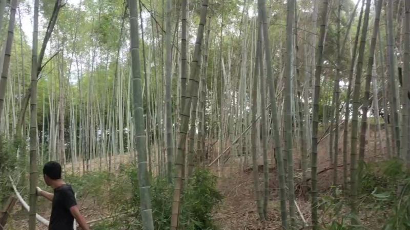 广西精品毛竹大量出售各种规格