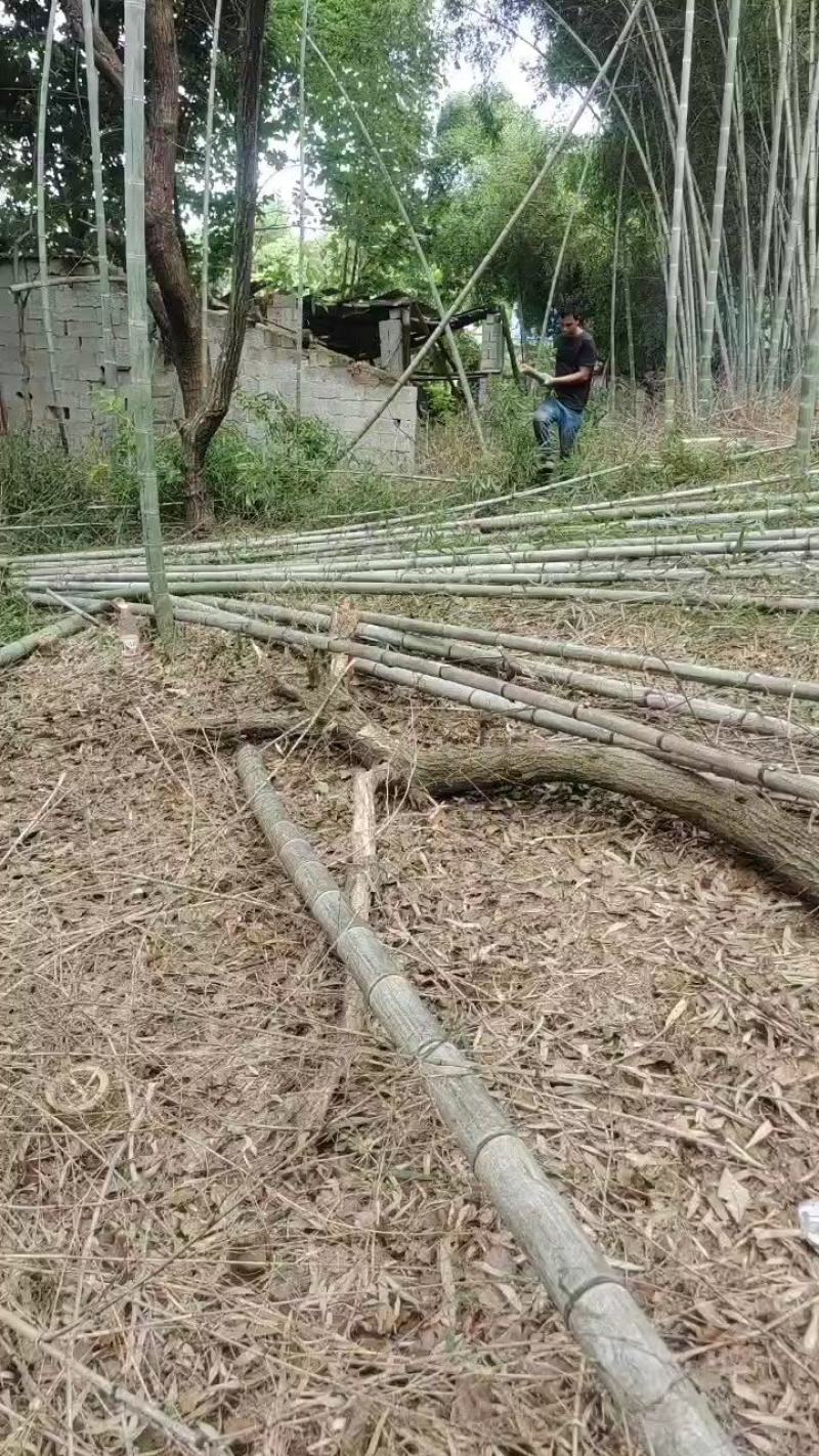 广西精品毛竹大量出售各种规格