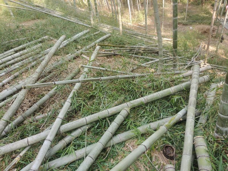 广西精品毛竹大量出售各种规格