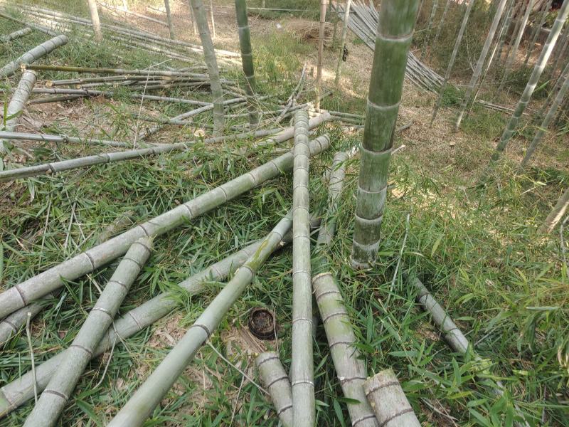 广西精品毛竹大量出售各种规格