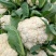 【推荐】花菜菜花精品80小米有机花花面白根平欢迎采购