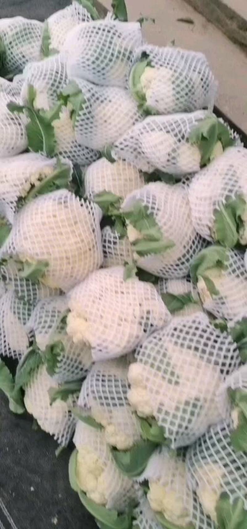 【推荐】花菜菜花精品80小米有机花花面白根平欢迎采购