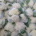【推荐】花菜菜花精品80小米有机花花面白根平欢迎采购