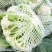 【推荐】花菜菜花精品80小米有机花花面白根平欢迎采购