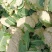 【推荐】花菜菜花精品80小米有机花花面白根平欢迎采购