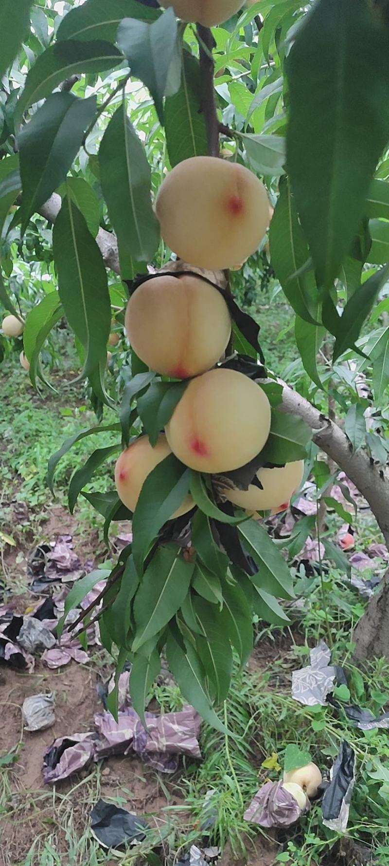 陕西各种毛桃，