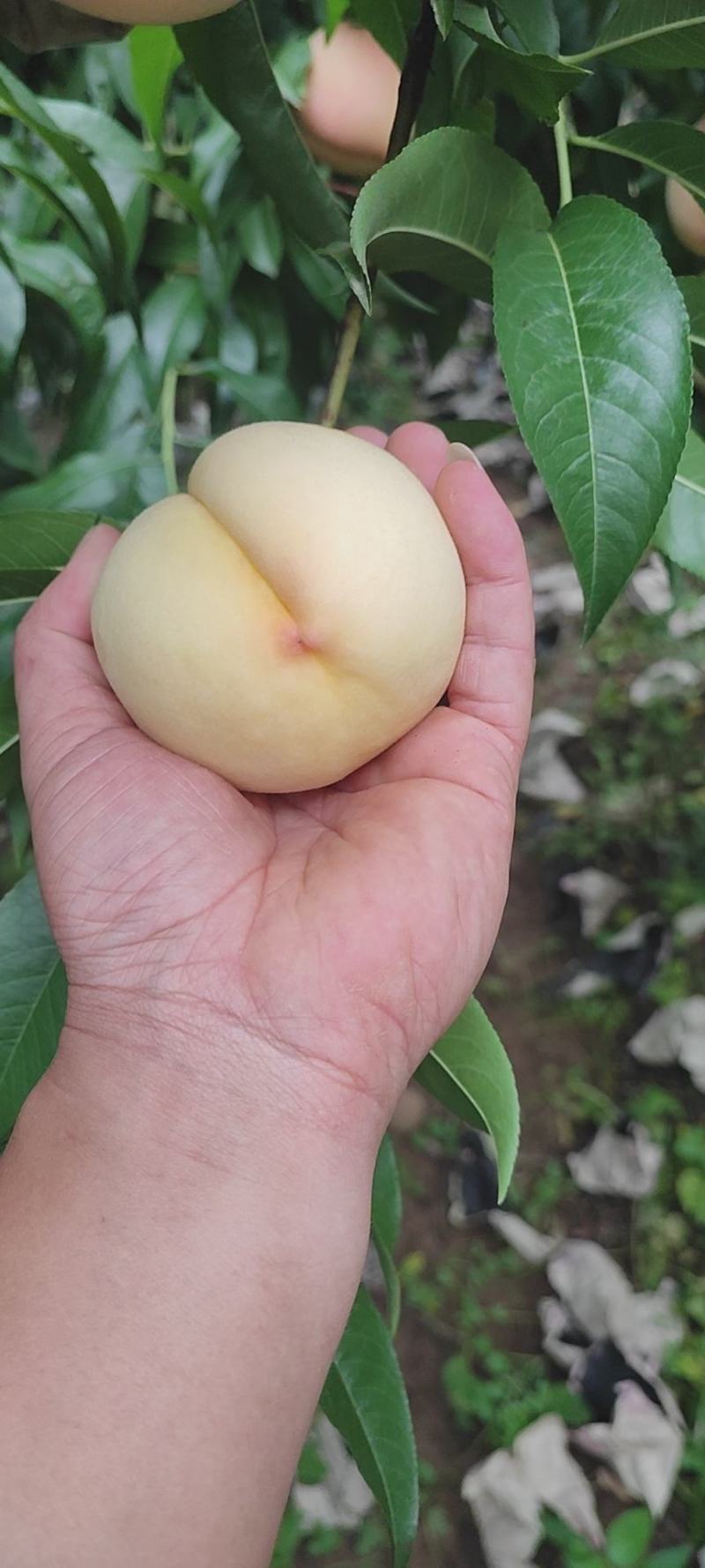 陕西各种毛桃，