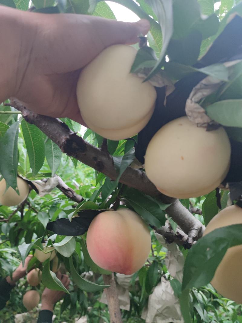 陕西各种毛桃，