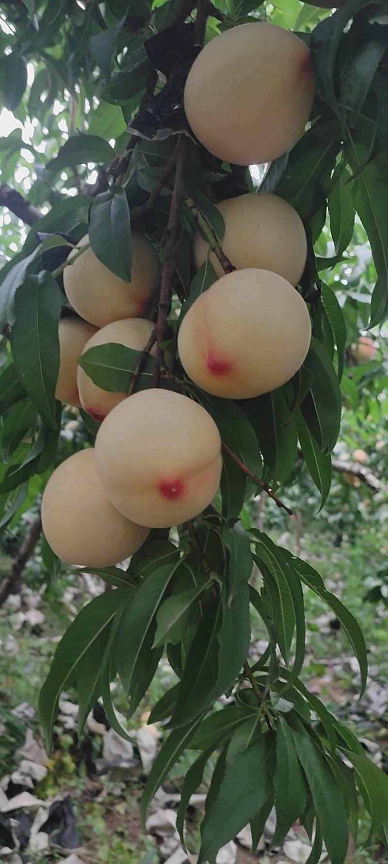 陕西各种毛桃，