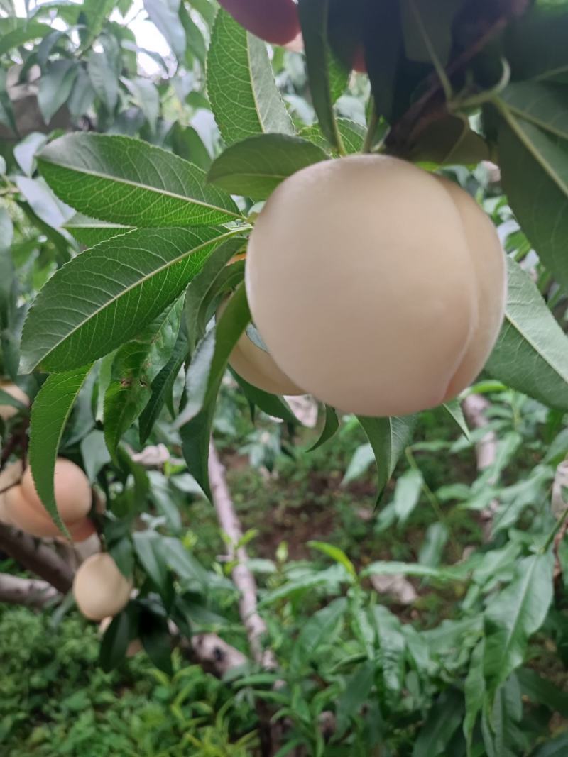 陕西各种毛桃，