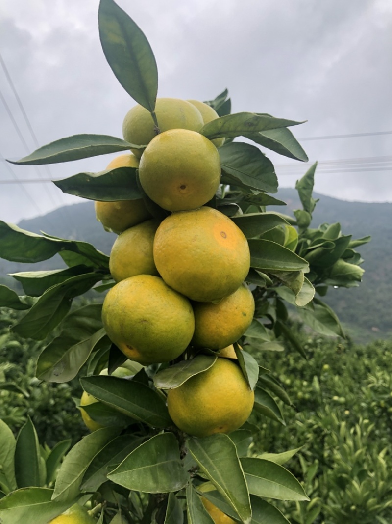 雲南華溪蜜桔大量上市只求走量不圖掙錢