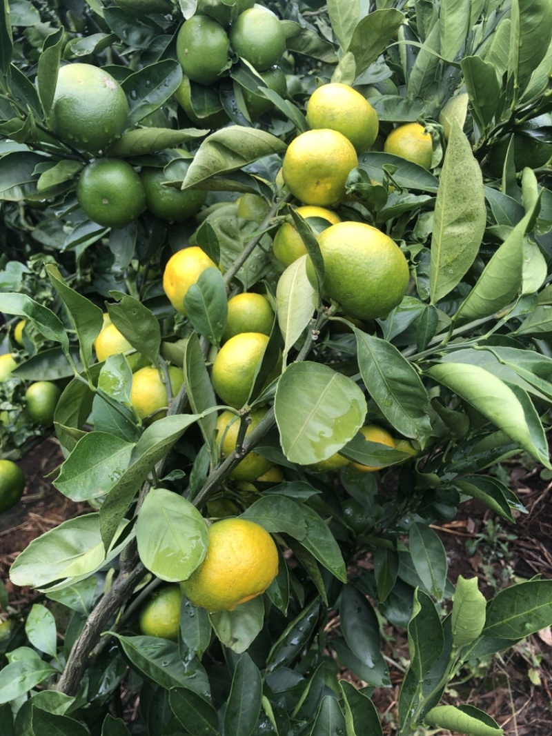 雲南華溪蜜桔大量上市只求走量不圖掙錢