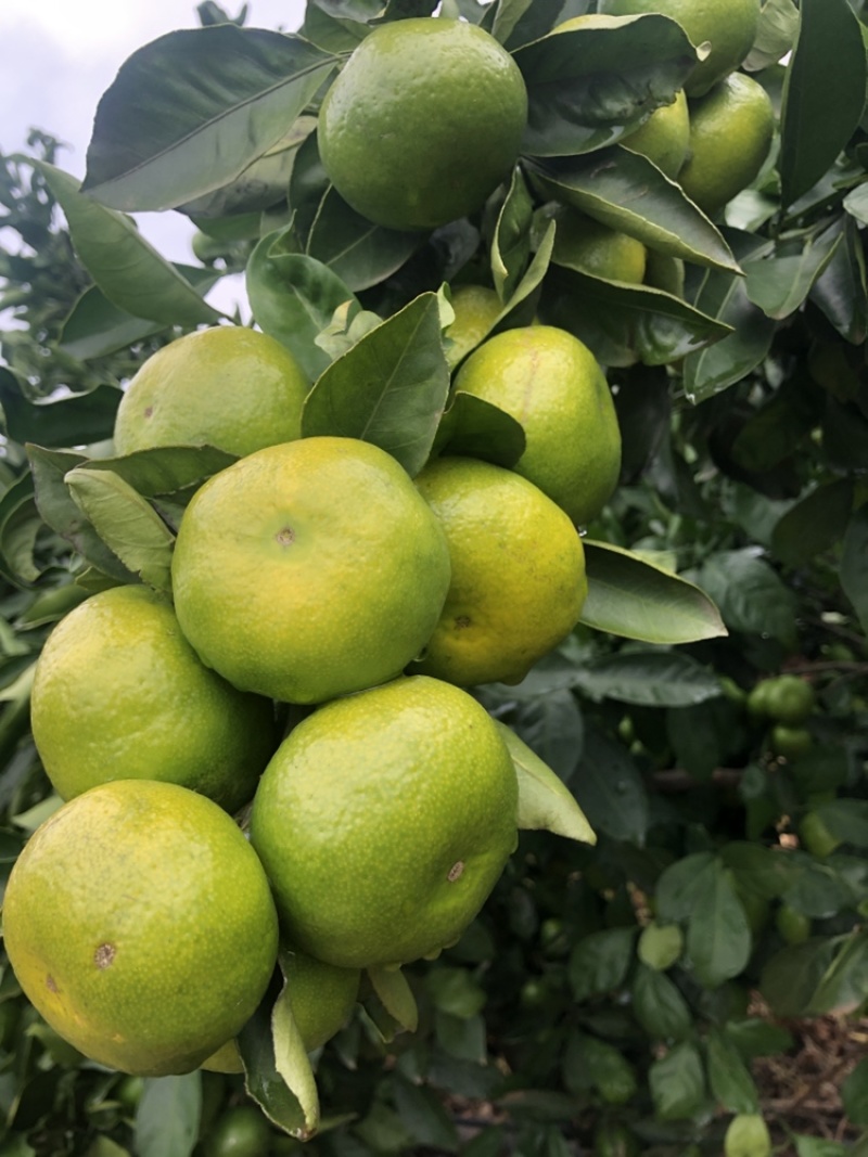 雲南華溪蜜桔大量上市只求走量不圖掙錢