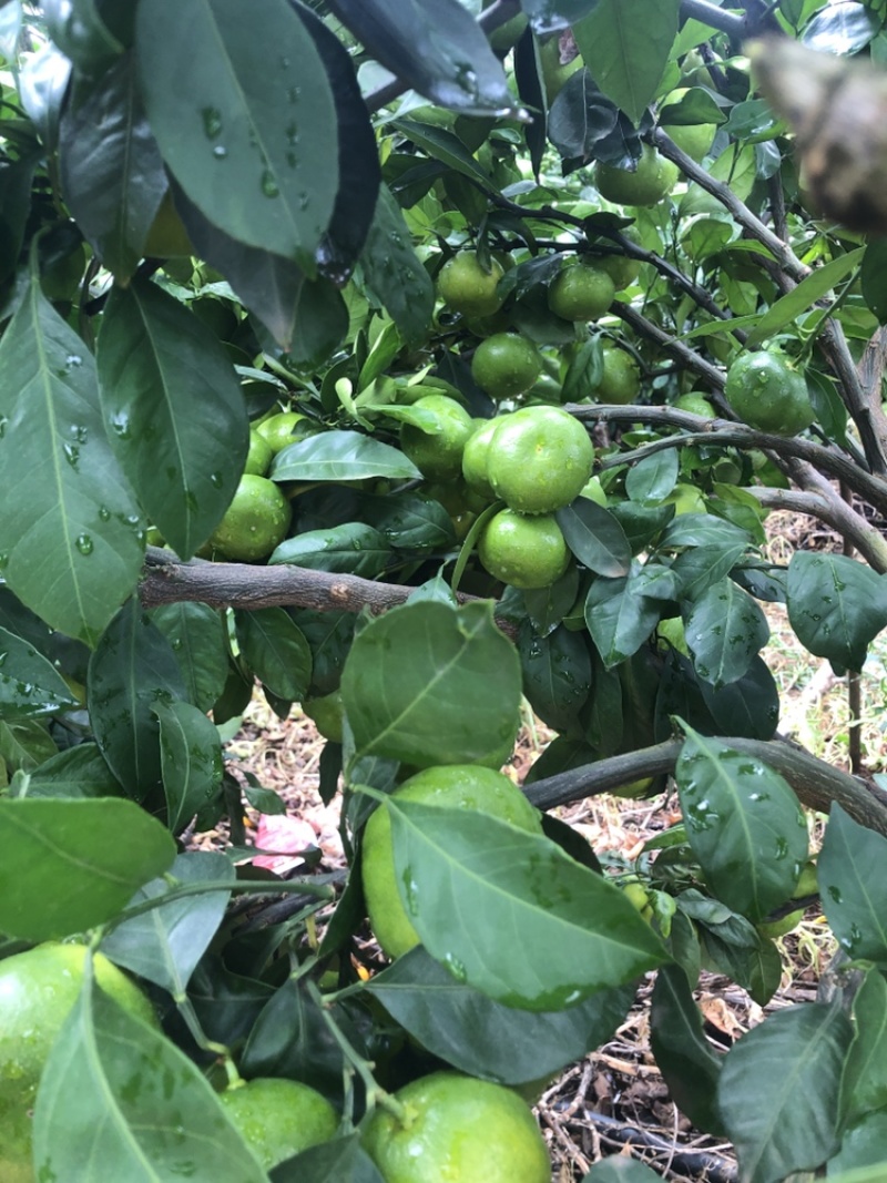 雲南華溪蜜桔大量上市只求走量不圖掙錢