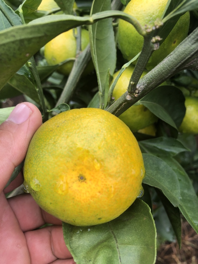 雲南華溪蜜桔大量上市只求走量不圖掙錢