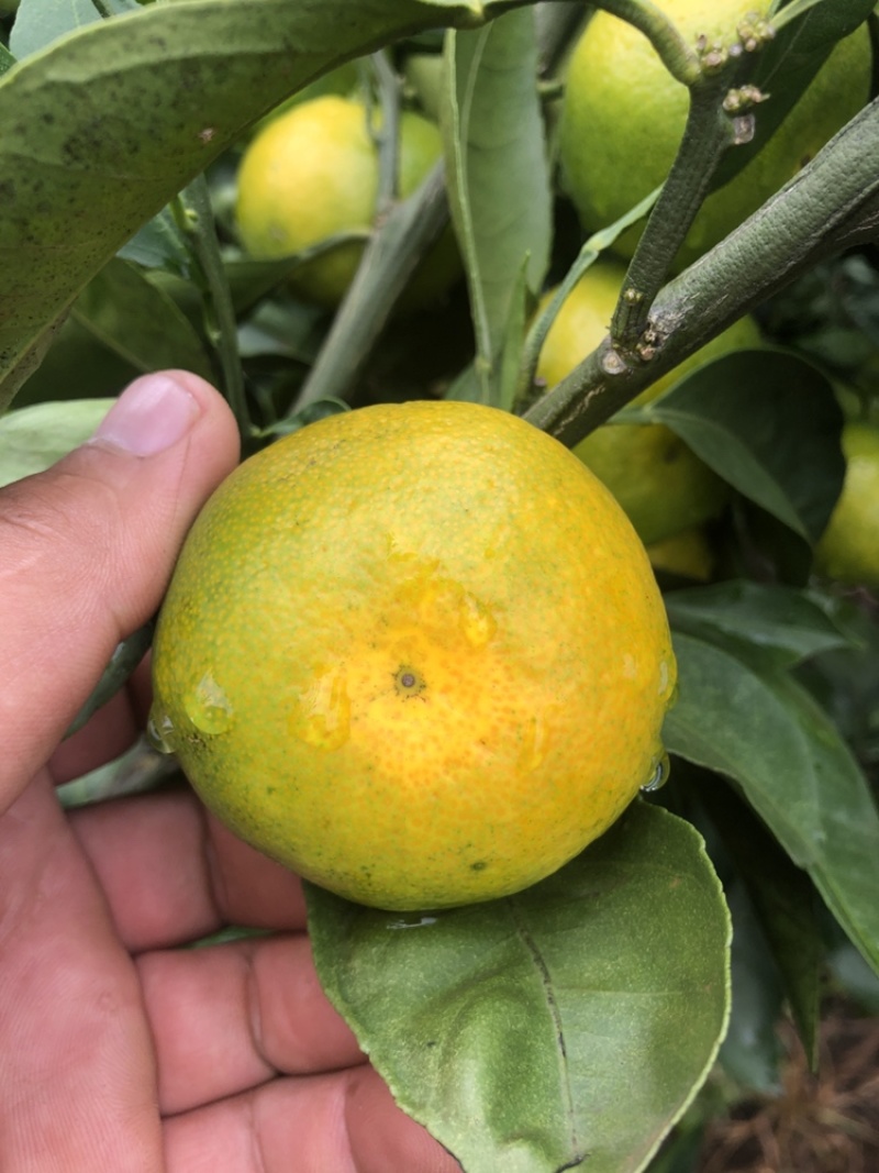 雲南華溪蜜桔大量上市只求走量不圖掙錢