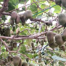 软枣猕猴桃自家果园天然绿色新一代网红水果