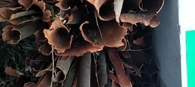 桂皮