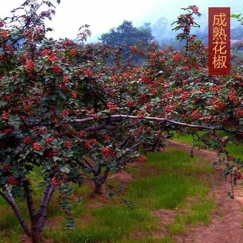2022年特级花椒