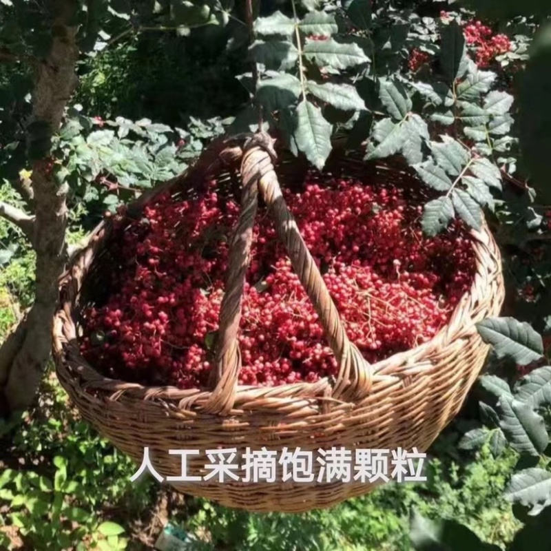 2022年特级花椒